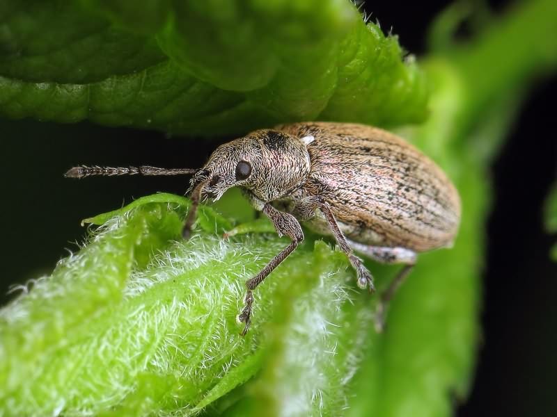 Phyllobius pyri (Linnaeus, 1758)